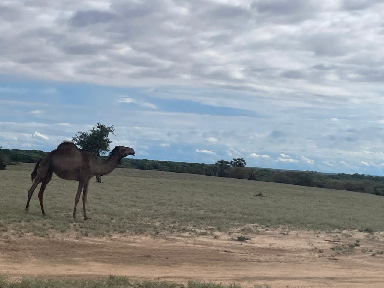 Camel in Turkana landscape