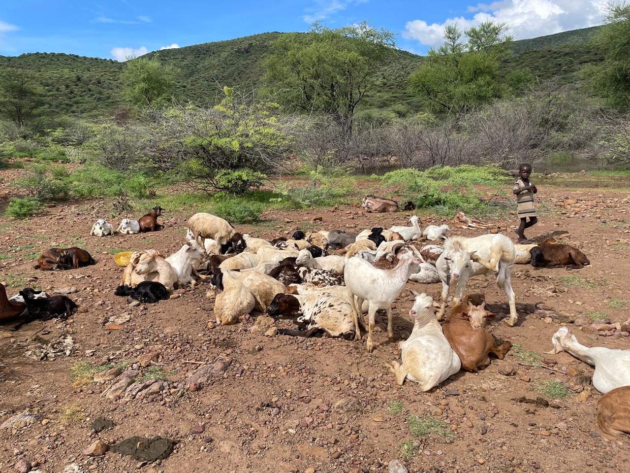 Livestock in the LLIMA study setting