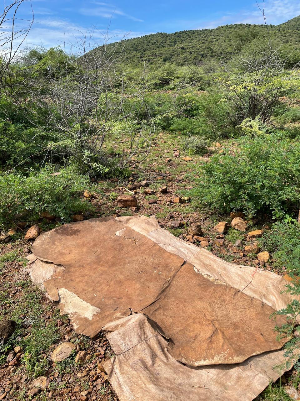 Cow hide used as an outdoor sleeping space in Turkana